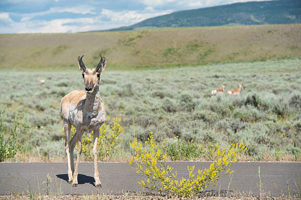 widłoróg antelope w park narodowy grand teton - czworonogi zdjęcia i obrazy z banku zdjęć