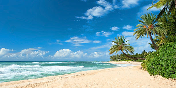 Tocados sandy beach com as palmas das mãos e oceano azure árvores - fotografia de stock