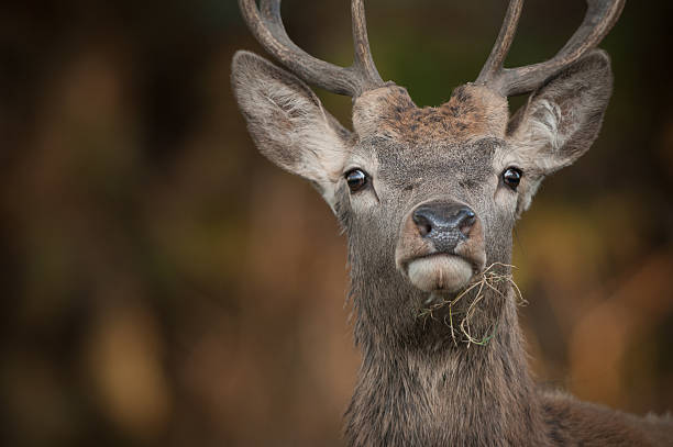 Red Deer Stag - foto de acervo