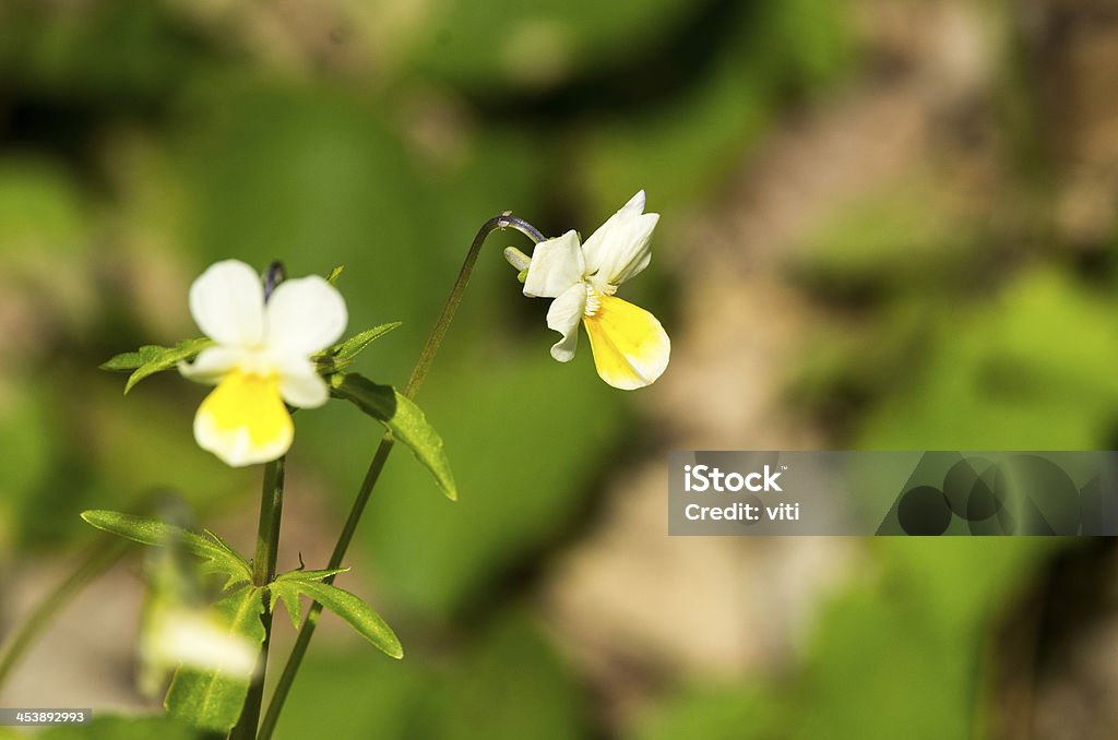 viola ricolor - Lizenzfrei Baumblüte Stock-Foto