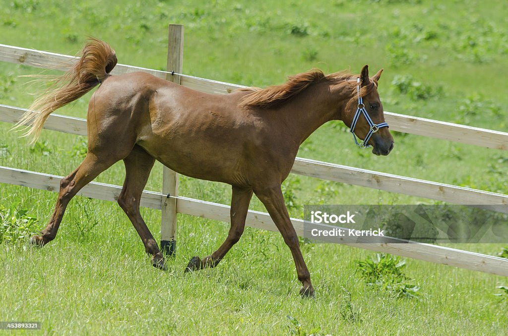 Black Cab Arabische Pferde-mare trotting - Lizenzfrei Aktivitäten und Sport Stock-Foto