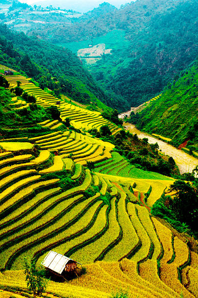 Terraces of rice field in northwest Vietnam The rice fields on the mountains of the H'mong ethnic minority in the northwestern region of Vietnam yên bái stock pictures, royalty-free photos & images
