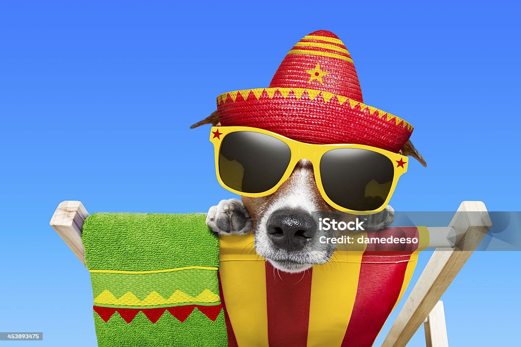 Cão Mexicana - Royalty-free Descontrair Foto de stock
