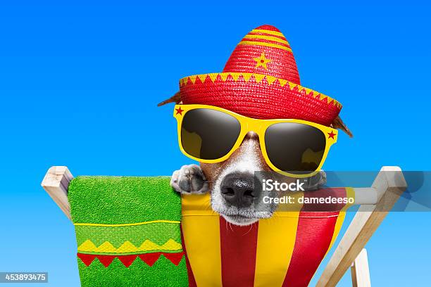 Foto de Cão Mexicano e mais fotos de stock de Relaxamento - Relaxamento, Sombreiro, Animal