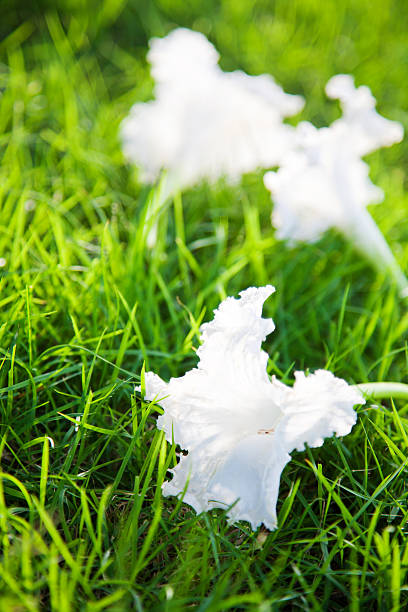 Blanc fleur sur champ vert - Photo