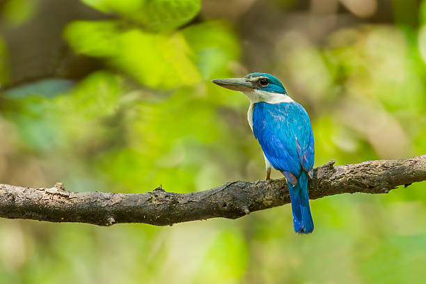 Collared Kingfisher Collared Kingfisher (Todiramphus chloris) in the forest todiramphus sanctus stock pictures, royalty-free photos & images