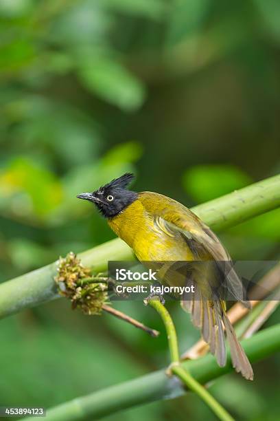 Bulbul De Crista - Fotografias de stock e mais imagens de Acidente Natural - Acidente Natural, Amarelo, Animal