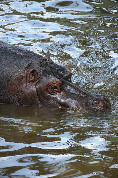 istock Amphibi's hippopotamus 453896271