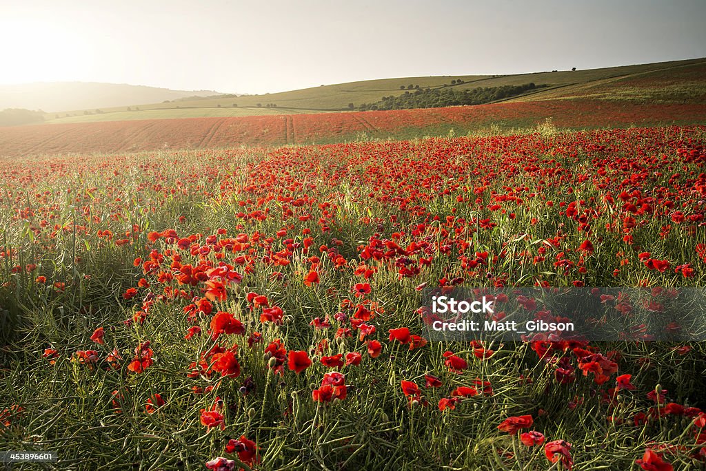 Deslumbrante campo com papoula paisagem de verão do pôr-do-sol - Foto de stock de Agricultura royalty-free