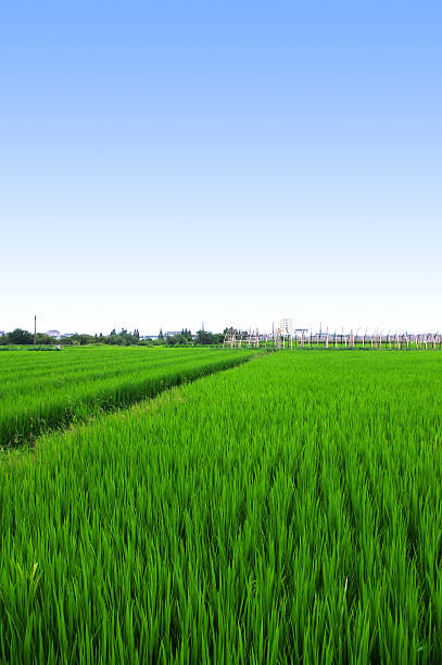 Rice stock photo