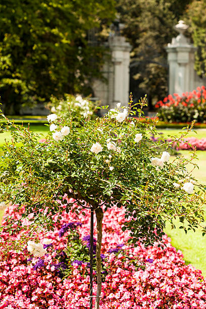 istock White rose flower in the park. 453899839