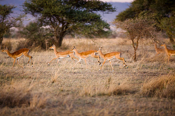 Gazelle runs an early morning in Serengeti, Tanzania Africa.