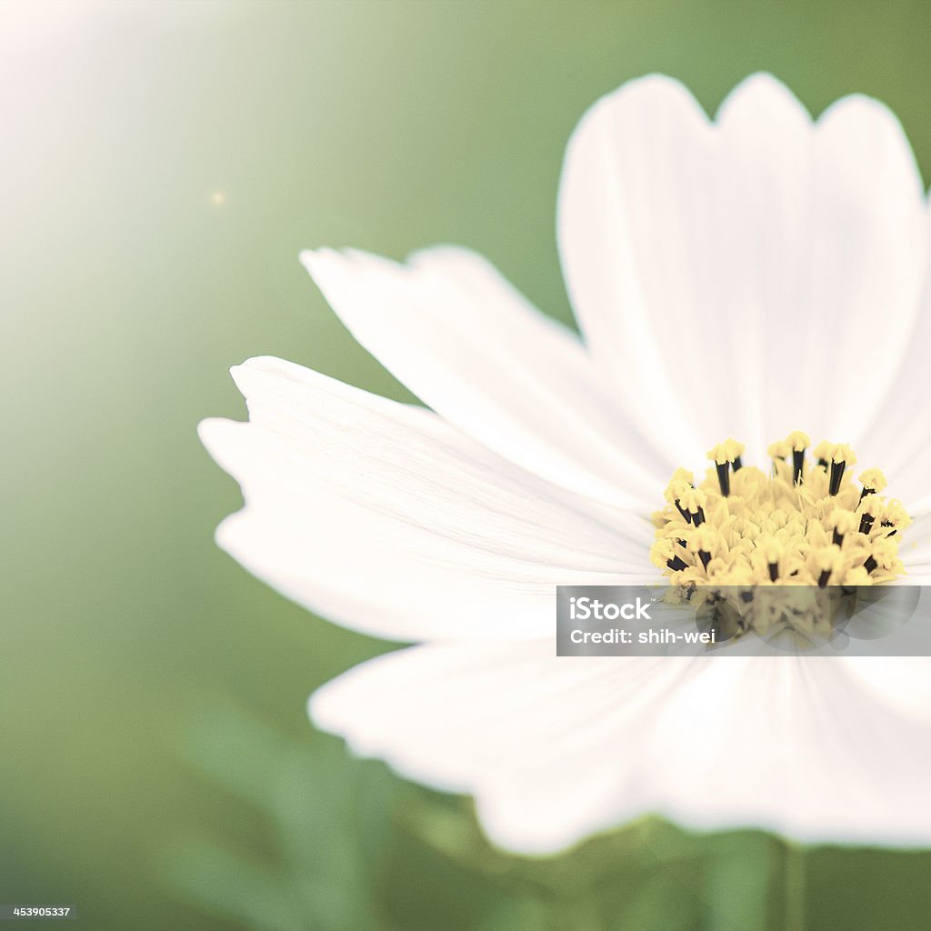 Belas flores - Foto de stock de Abstrato royalty-free
