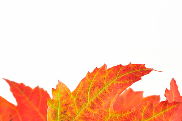 Autumnal background stock photo