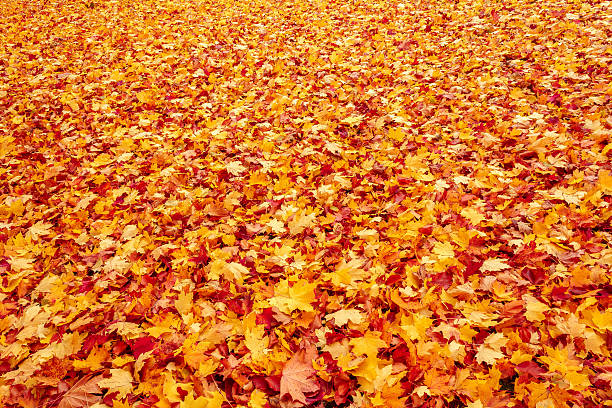 istock Fall orange and red autumn leaves on ground 453910135
