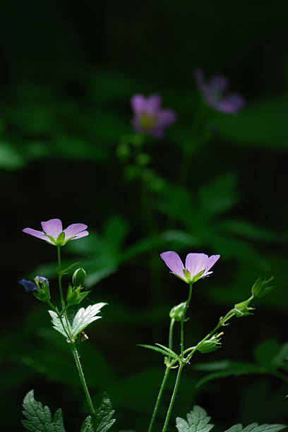 Wild flowers stock photo