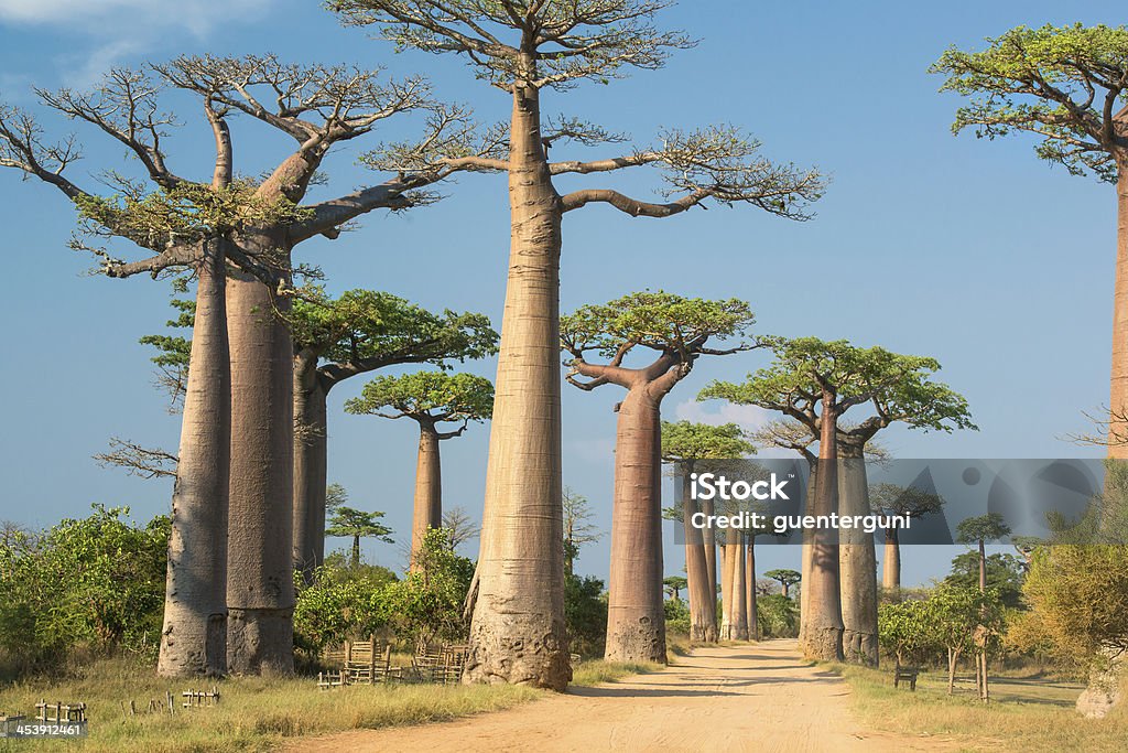 Avenue de Baobab à Madagascar, - Photo de Baobab libre de droits