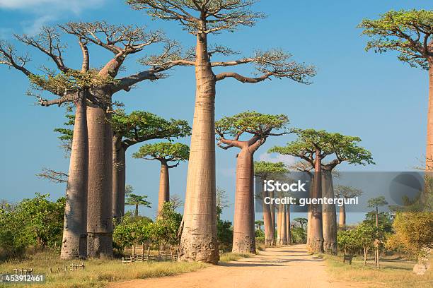 Photo libre de droit de Avenue De Baobab À Madagascar banque d'images et plus d'images libres de droit de Baobab - Baobab, Madagascar, Paysage