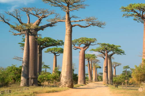 Row of Baobab trees (Adansonia) in Madagascar. Location: Avenue de Baobab, Western Madagascar. 