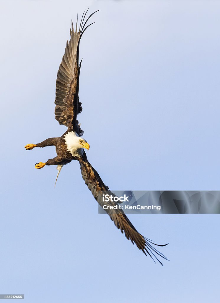 Águia voando - Foto de stock de Alasca - Estado dos EUA royalty-free