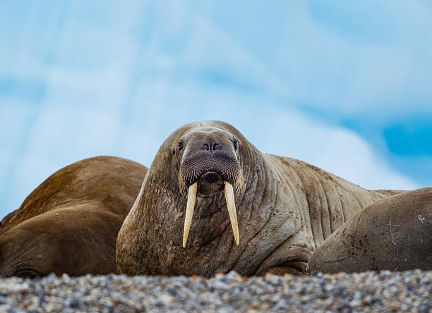 Walrus Walrus Hauled Out on Beach with Iceberg in the Background   walrus photos stock pictures, royalty-free photos & images