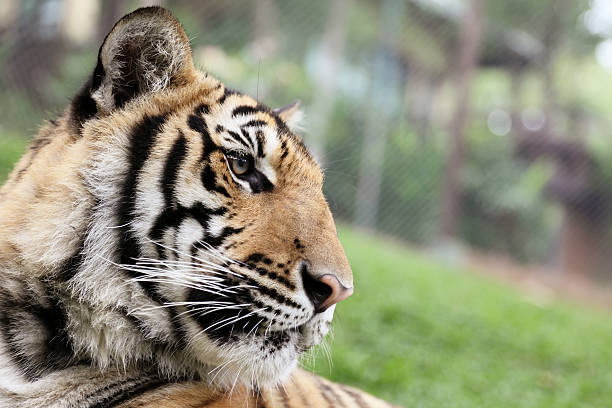 인도호랑이 - tiger zoo animal awe 뉴스 사진 이미지