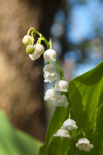 lily of the valley bllom at wild close up