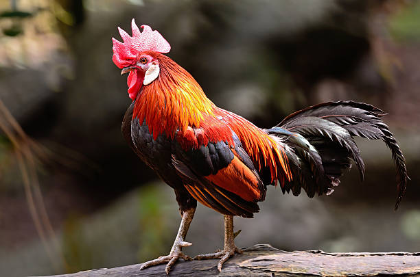 Red Junglefowl Oudstanding male Red Junglefowl (Gallus gallus), standing on the log male red junglefowl gallus gallus stock pictures, royalty-free photos & images