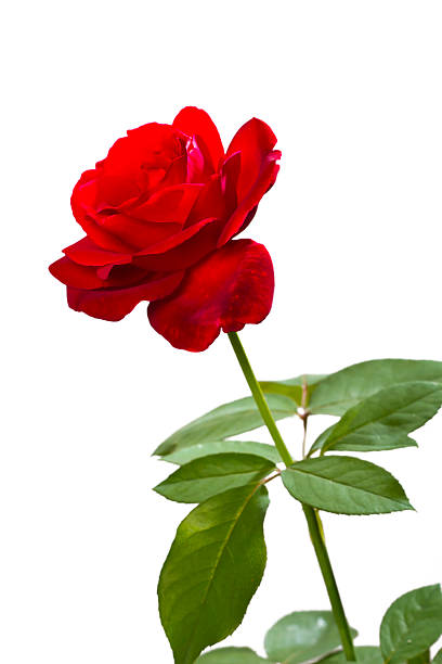 istock Single beautiful red rose isolated on white background 453918119