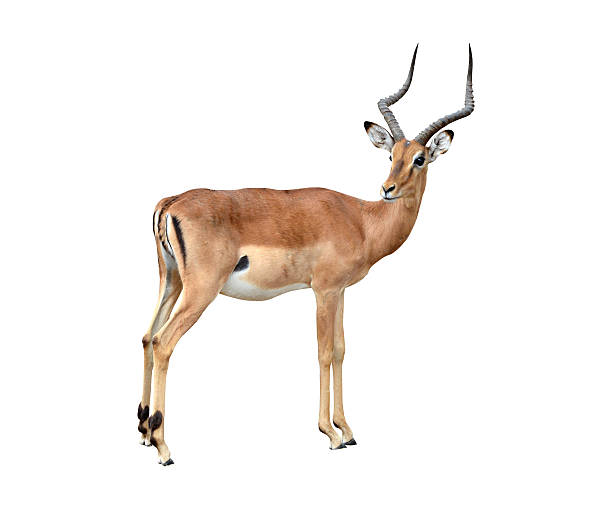 mâle impala isolé - impala photos et images de collection