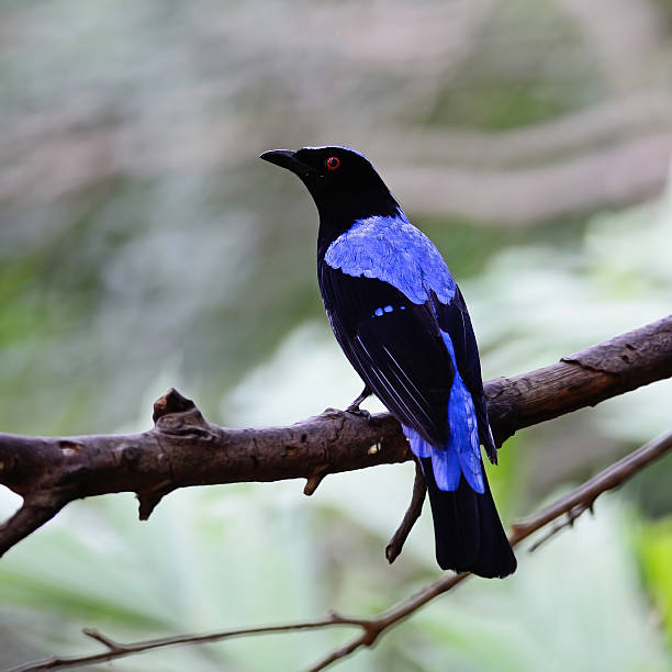 istock male Asian Fairy Bluebird 453920403