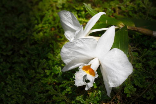 Beautiful white Cattleya orchid on green