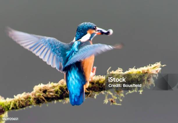 Martín Pescador Foto de stock y más banco de imágenes de Aire libre - Aire libre, Alas desplegadas, Animales cazando