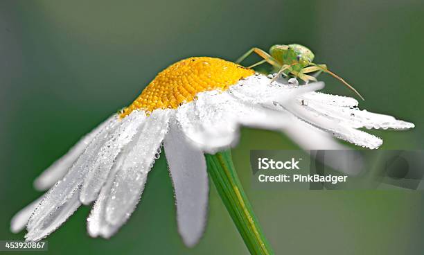 Locust Na Mokrej Daisy - zdjęcia stockowe i więcej obrazów Bez ludzi - Bez ludzi, Bliskie zbliżenie, Deszcz