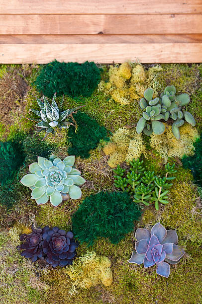 istock Vertical Garden of Succulents and Moss 453921379