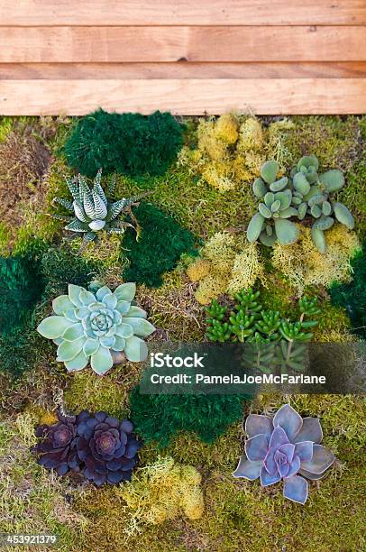 Foto de Jardim Vertical De Cactos E Musgos e mais fotos de stock de Jardinagem sem irrigação - Jardinagem sem irrigação, Recurso sustentável, Ajardinado