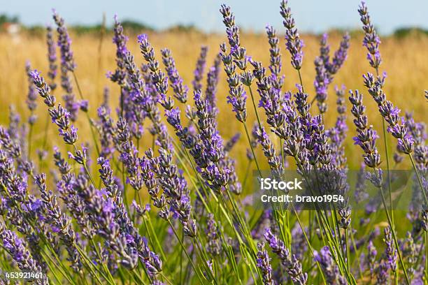 Foto de Campo Lavanda e mais fotos de stock de Arbusto - Arbusto, Campo, Colheita