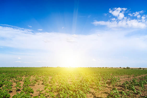 istock Sunrise field of sunflowers under blue sky. 453921505