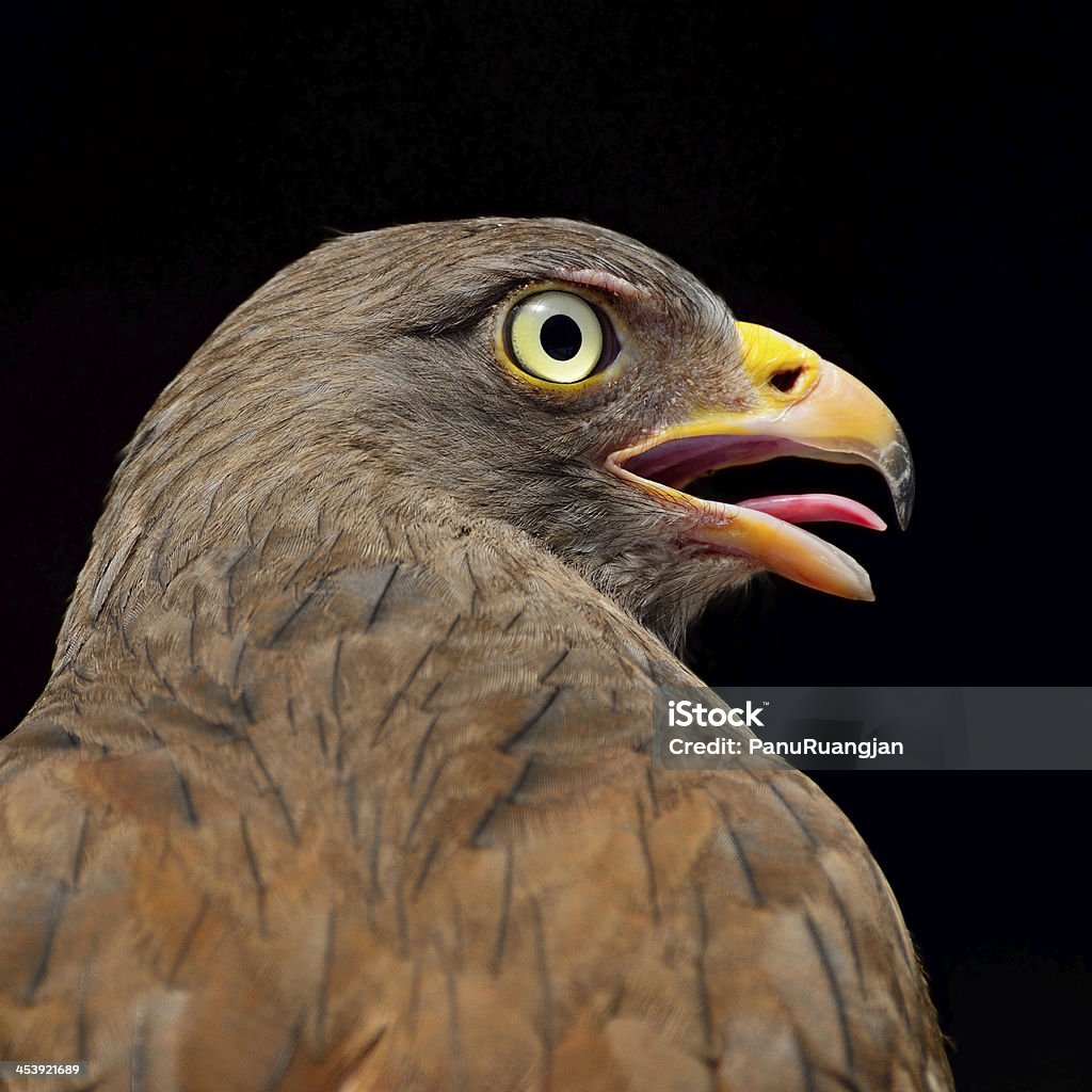 Rufous-winged Buzzard - Zbiór zdjęć royalty-free (Azja)