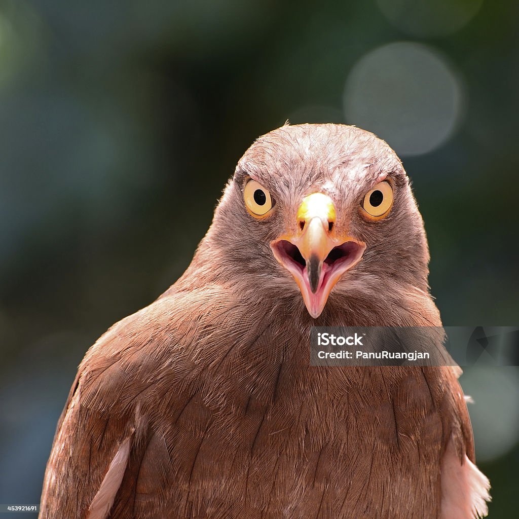 Rufous крылышками Vulture - Стоковые фото Азия роялти-фри