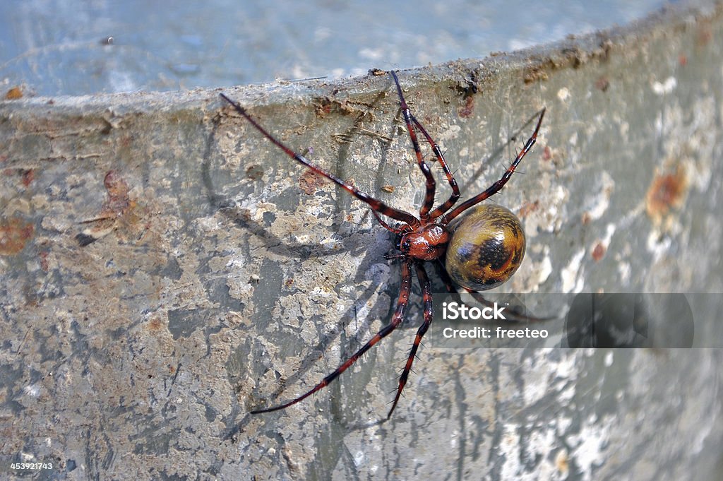 spider - Zbiór zdjęć royalty-free (Arachnofobia)