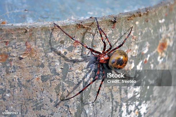 Spider - zdjęcia stockowe i więcej obrazów Arachnofobia - Arachnofobia, Czołgać się, Fobia
