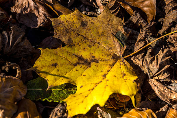 foglie di autunno colorato - baumblätter foto e immagini stock