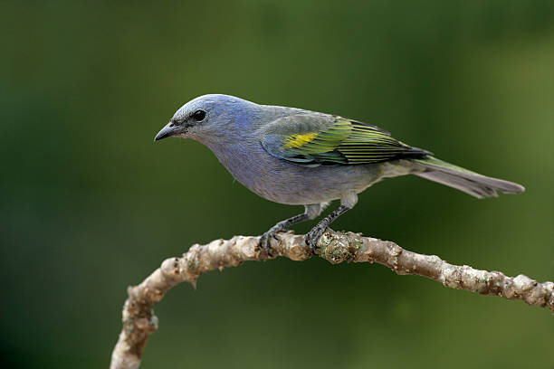 istock Golden-chevroned tanager, Thraupis ornata, 453926237