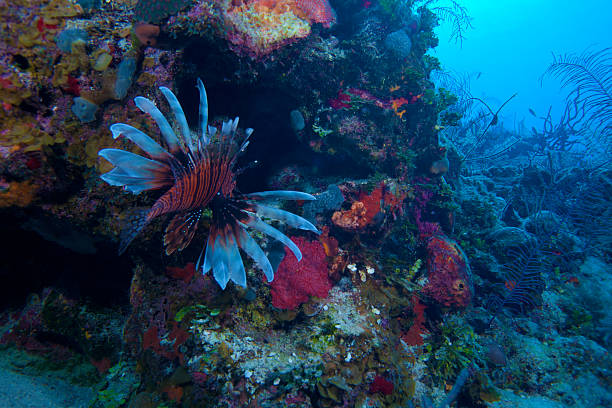 istock Lionfish (Pterois) near coral, Cayo Largo, Cuba 453926549