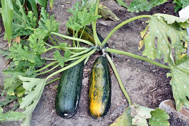 courgette - squash flower plant single flower photos et images de collection