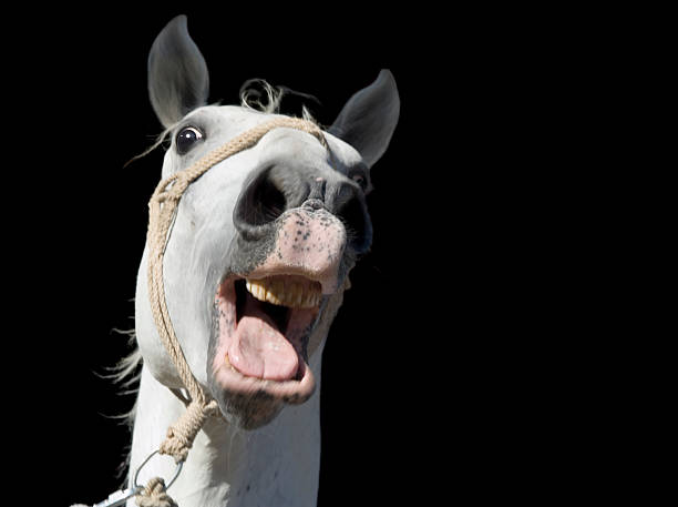 crazy white horse cutout - gekke paarden stockfoto's en -beelden