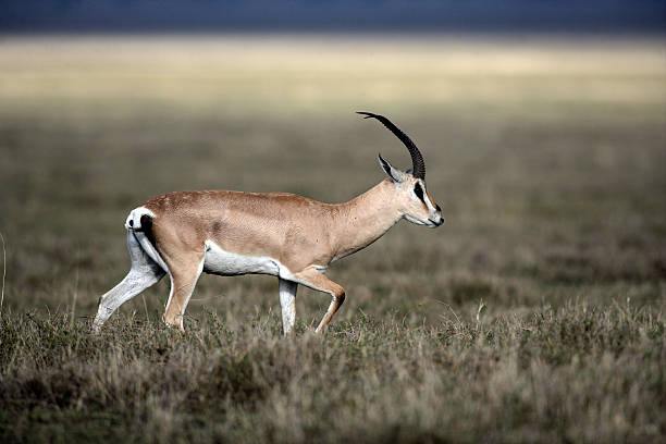 istock Grant's gazelle, Gazella granti 453931137