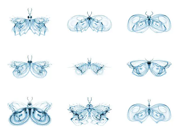 Photo of Diversity of Fractal Butterflies