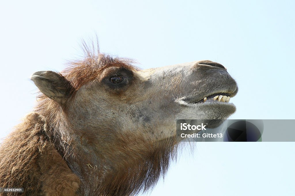 Верблюжий - Стоковые фото Африка роялти-фри